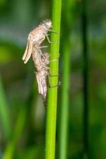 Large red damselfly (Pyrrhosoma nymphula) or Early Adonis dragonfly hatching, hatching on a rush