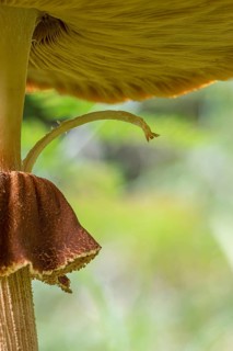 Pilz Detail, Mindelheim, Unterallgaeu, Bavaria, Germany, Europe
