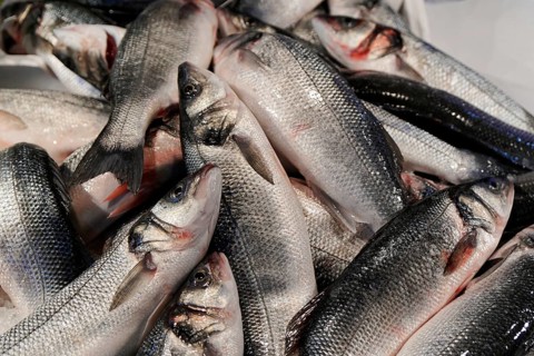 Fish, Rialto market, fish market, Venice, Veneto, Italy, Europe