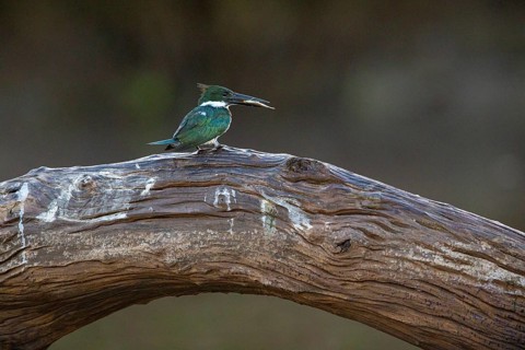 Amazon kingfisher (Chloroceryle amazona) Pantanal Brazil