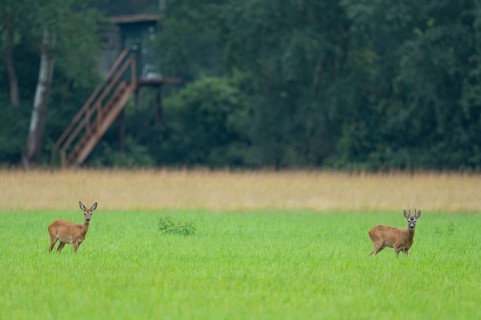 European roe deer (Capreolus capreolus), buck and doe in rut, leaf time, in a meadow, behind a high