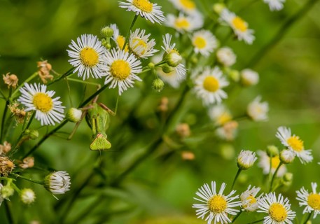 Preying mantis hanging upside down on stem of daisy with soft blurred green background