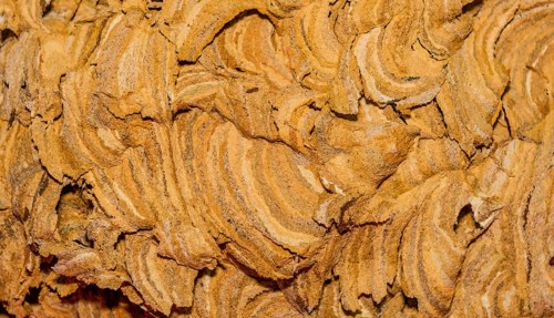 Extreme closeup of exterior of abandoned hornet nest with intricate patterns of curved lines