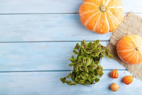 Microgreen sprouts of sorrel with pumpkin on blue wooden background. Top view, flat lay, copy space