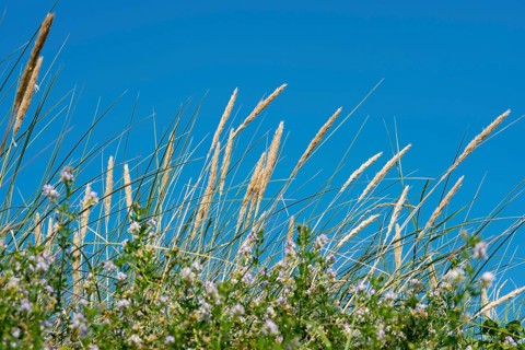 European marram grass (Ammophila arenaria), leaves and panicles with seeds, grasses, erosion