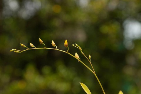 Yellow orchid flower in botanical garden, selective focus, copy space, malaysia, Kuching orchid