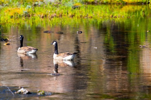 Canada goose (Branta canadensis), nature photograph, Edland, Vestfold, Norway, Europe