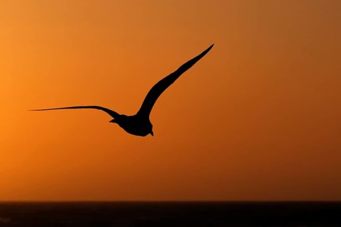 Seagull in the evening light, beach near Morro Bay, Pacific Ocean, California, USA, North America