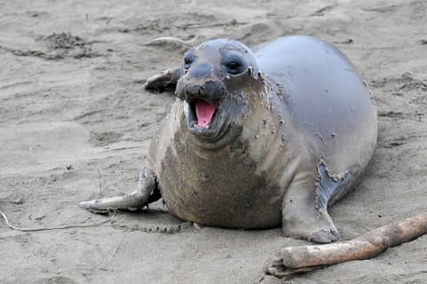 California sea lions, Adult and subadult male California sea lion (Zalophus californianus),