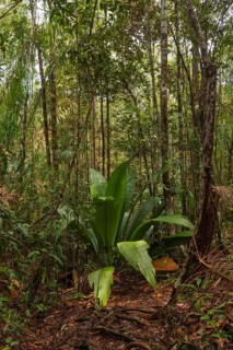 Wild jungle in Bako national park. Vacation, travel, tropics concept, no people, Malaysia, Borneo,