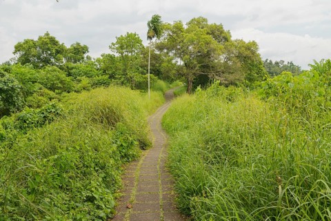 Campuhan ridge walk, Bali, Indonesia, track on the hill with grass, large trees, jungle and rice