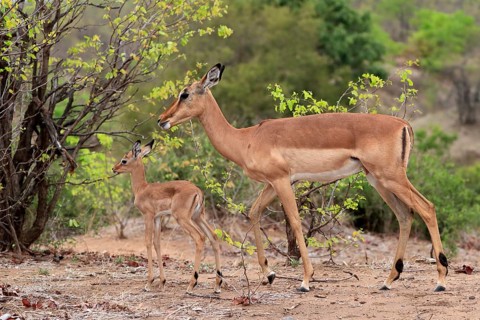 Black Heeler Antelope, (Aepyceros melampus), adult, female, young animal, mother with young animal,