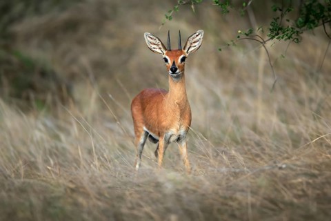 Steenbok (Raphicerus campestris), adult, male, vigilant, dwarf antelope, Kruger National Park,