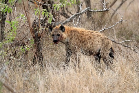 Spotted hyena (Crocuta crocuta), adult, observed, alert, Sabi Sand Game Reserve, Kruger National