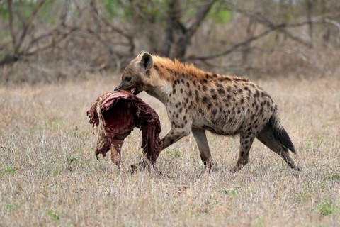 Spotted hyena (Crocuta crocuta), adult, with prey, carrying prey, running, Sabi Sand Game Reserve,