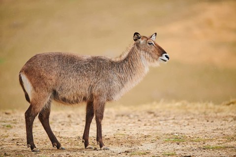 Waterbuck (Kobus defassa) in the dessert, captive, distribution Africa