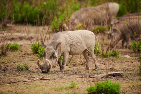 Common warthog (Phacochoerus africanus), walking in the dessert, captive, distribution Africa