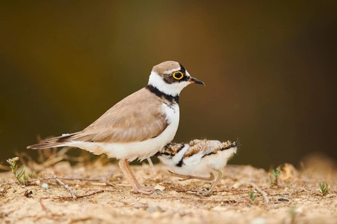 Little ringed plover (Charadrius dubius) mother with her chick on the ground, France, Europe