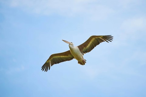 Great white pelican (Pelecanus onocrotalus) flying in the sky, France, Europe