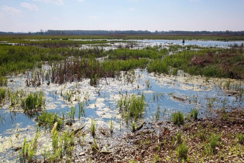 Wetland biotope in the Peene valley, waterlogged meadows, rare habitat for endangered plants and