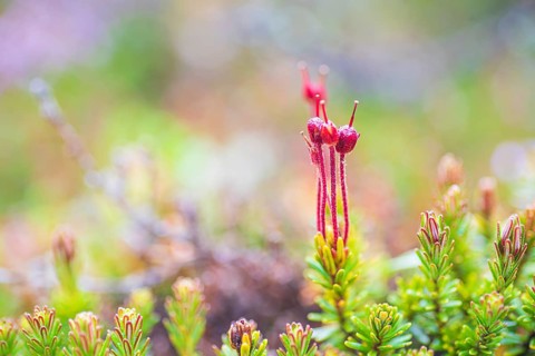 Young blue heath (Phyllodoce caerulea), Tynset, Innlandet, Norway, Europe