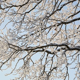 Snow-covered branches with hoarfrost near Polling an der Ammer. Polling, Paffenwinkel, Upper