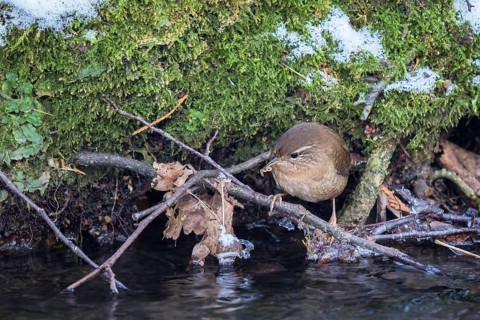 Eurasian wren (Troglodytes troglodytes) on a stream bank with a worm, winter, Hesse, Germany,