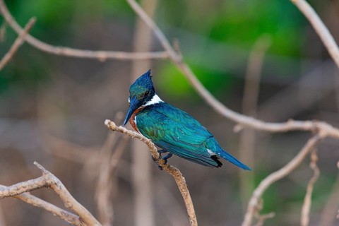 Amazon kingfisher (Chloroceryle amazona) Pantanal Brazil
