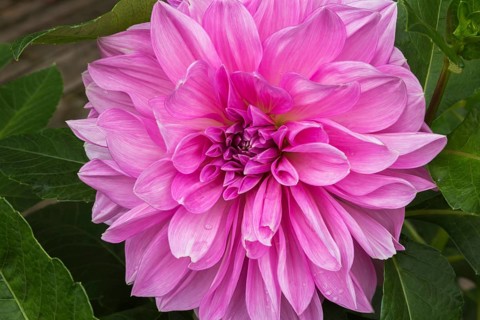 Dinnerplate Dalhia flower in summer, Quebec, Canada, North America