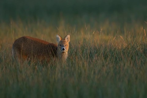 Chinese water deer (Hydropotes inermis) adult amongst marshland grasses, Suffolk, England, United
