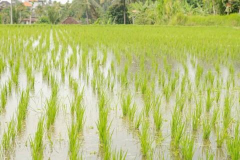 Rice terraces, Campuhan ridge walk, Bali, Indonesia, track on the hill with grass, large trees,