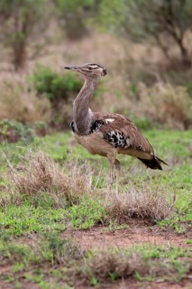 Kori bustard (Ardeotis kori), adult, running, foraging, vigilant, Kruger National Park, Kruger