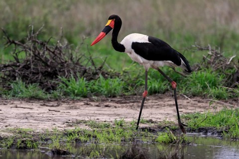 Saddle-billed stork (Ephippiorhynchus senegalensis), adult, foraging, at the water, Kruger National