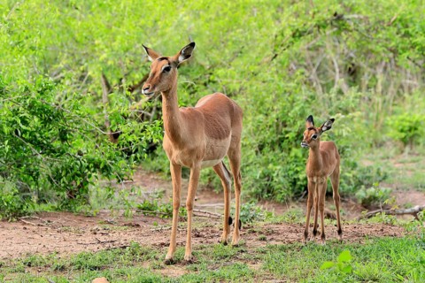 Black Heeler Antelope, (Aepyceros melampus), adult, female, young animal, mother with young animal,