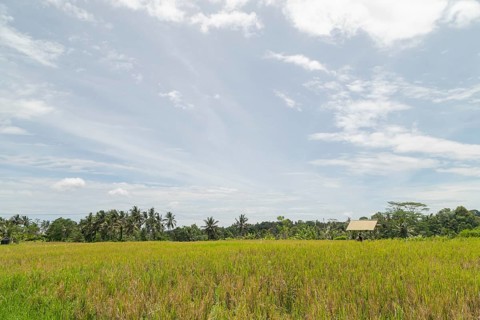 Rice fields in countryside, Ubud, Bali, Indonesia, green grass, large trees, jungle and cloudy sky.
