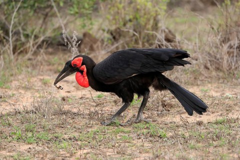 Southern ground hornbill (Bucorvus leadbeateri), adult, foraging, feeding, with prey, alert, Kruger