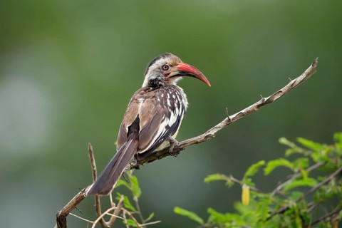 Red-billed hornbill (Tockus erythrorhynchus), adult, on wait, Kruger National Park, Kruger National