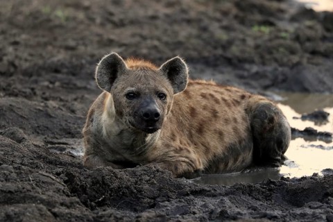 Spotted hyena (Crocuta crocuta), adult, in water, resting, Sabi Sand Game Reserve, Kruger National