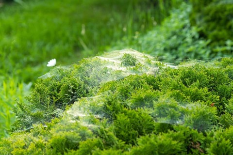 Thuja Occidentalis, western red cedar shrub with beautiful spider net in sunlight in the garden,
