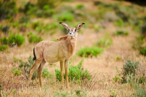 Roan Antelope (Hippotragus equinus) youngster in the dessert, captive, distribution Africa