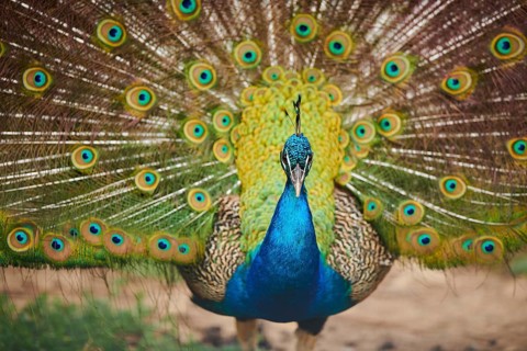 Indian peafowl (Pavo cristatus) doing a cartwheel, spreading its feathers, eyes, France, Europe