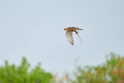 Turmfalke (Falco tinnunculus) with a hunted lizard, flying, France, Europe
