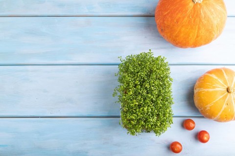 Microgreen sprouts of watercress with pumpkin on blue wooden background. Top view, flat lay, copy