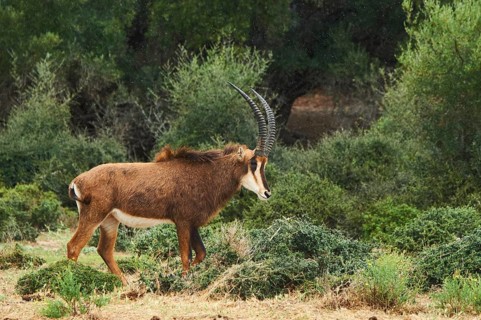 Sable antelope (Hippotragus niger) in the dessert, captive, distribution Africa