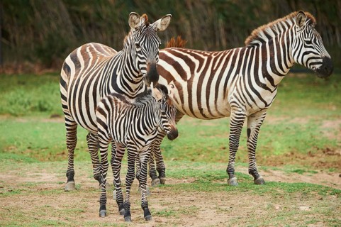 Plains zebra (Equus quagga) mother with foal in the dessert, captive, distribution Africa