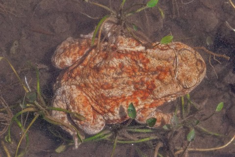 Common toad (Bufo bufo) in a pond during the breeding season in spring. Haut-Rhin, Alsace, Grand