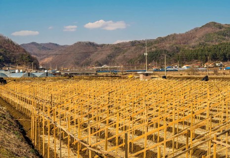Rows of wooden frames for spring planting of ginseng crop in small rural mountain farm community