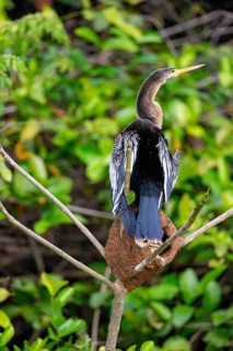 American darter (Anhinga anhinga) Pantanal Brazil