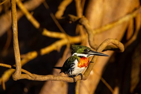 Amazon kingfisher (Chloroceryle amazona) Pantanal Brazil