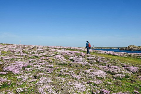 Coastal footpath in the carpet of flowers, Ouessant Island, Finistere, Brittany, France, Europe